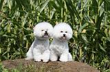 BICHON FRISE 112